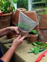 Softwood cuttings. Cover the pot with a small plastic bag, tying into place with string. This will keep cuttings warm and humid, and prevent wilting.