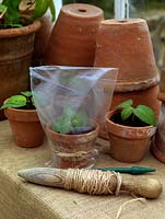 Softwood cuttings. Stand pots on a well lit, shaded windowsill or in greenhouse, watering regularly. After 6 weeks, check for rooting, moving rooted cuttings to larger pots. Stand pots in a water tray to keep compost moist.