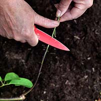 Simple layering works well in spring or autumn Chocolate Vine. Select 30cm of young, low growing shoot, remove leaves and side shoots, then, on the underside, make a 2.5 cm long, slanting cut.