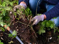 Plant division. Pull the smaller pieces apart by hand, taking care that each division has several new shoots and a strong root system, until all that remains is the original woody centre - consign to compost heap.