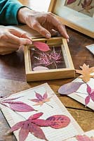 Placing pressed Autumnal leaves in a photo frame
