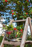 Basket of Ilex aquifolium - Common Holly cuttings on a ladder. 