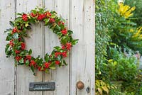 Ilex aquifolium - Common Holly wreath hanging on a wooden door, with a view to the garden. 