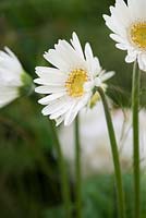 Gerbera jamesonii - Barberton daisy