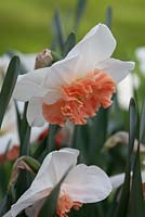 Narcissus 'Precocious' - Daffodil, May, Lisse, The Netherlands