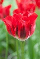Tulipa 'Red Springgreen' - Tulip, May, Lisse, The Netherlands