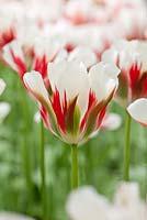 Tulipa 'Flaming Springgreen' - Tulip, May, Lisse, The Netherlands