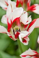 Tulipa 'Flaming Springgreen' - Tulip, May, Lisse, The Netherlands
