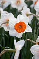 Narcissus 'Professor Einstein' - Daffodil, May, Lisse, The Netherlands