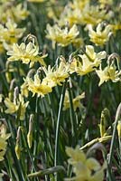Narcissus 'Exotic Mystery' - Daffodil, May, Lisse, The Netherlands