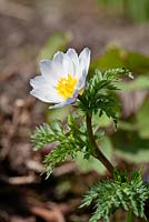 Adonis brevistyla, May, Holter, Norway