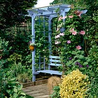 Blue painted wood arbour supporting pink and white striped Clematis Asao and violet-tinged, blue petals of Clematis H.F.Young. Both early, large flowered.