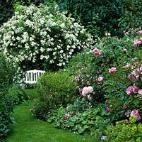 White bench, metal arch with vigorous white ramber Rosa 'Bobbie James'. To right: pink Rosa 'Constance Spry' and Paeonia 'Marie Crousse'