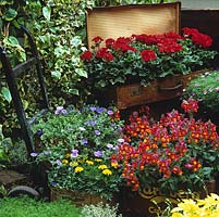 An old trunk is filled with red geranium. Beneath, a beer crate overflows with antirrhinum, by boxes of convolvulus and marigold.