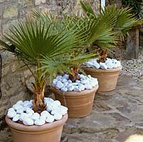 Trachycarpus fortunei - 3 identical terracotta pots filled with Chusan palm and topped with white pebbles cheer up a dull, shady house wall.