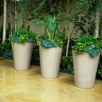 Three matching stoneware pots filled with succulents create a stylish focal point against a plain wall, beside young birch grove.