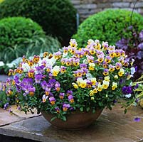 Pot of colourful pansies, grown as an annual, adds spot colour to paved courtyard.