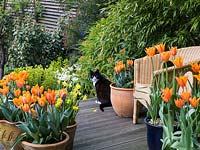 On wooden deck in spring, pots of orange Tulipa 'Prinses Irene' - left and right Tulipa 'Ballerina' with hosta and euphorbia. Edged in bamboo. Black and white cat.
