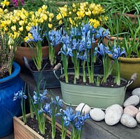 Assorted terracotta pots, wooden wine boxes and enamel containers of winter flowering bulbs - Crocus chrysanthus 'Romance', Narcissus 'February Gold' and Iris reticulata 'Alida'.