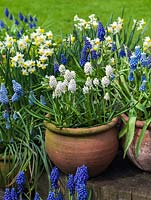 Winter bulb display. Pots of Narcissus canaliculatus and grape hyacinths - left to right, Muscari armeniacum 'Valerie Finnis', Muscari aucherii 'White Magic' and Muscari 'Mount Hood'