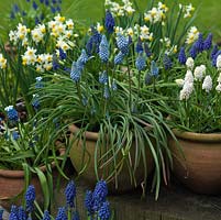 Winter bulb display. Pots of Narcissus canaliculatus and grape hyacinths - left to right, Muscari 'Mount Hood', Muscari armeniacum 'Valerie Finnis' and Muscari aucherii 'White Magic'