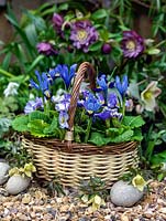Small basket is planted with blue Iris reticulata 'Harmony' and Primula 'Denim Mixed'. Behind, Helleborus x hybridus and late-flowering snowdrop. Clematis cirrhosa var. balearica grows round basket.