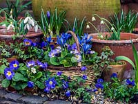 Small basket planted with blue Iris reticulata 'Harmony' and Primula 'Denim Mixed'. Behind, in terracotta pots, blue crocus, trailing ivy and late-flowering snowdrops. In front, in gravel, blue windflower and viola.