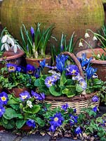 Small basket planted with blue Iris reticulata 'Harmony' and Primula 'Denim Mixed'. Behind, in terracotta pots, blue crocus, trailing ivy and late-flowering snowdrops. In front, in gravel, blue windflower and viola.