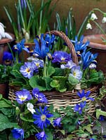 Small basket planted with blue Iris reticulata 'Harmony' and Primula 'Denim Mixed'. Behind, in terracotta pots, trailing ivy and late-flowering snowdrops. In front, in gravel, blue windflower.