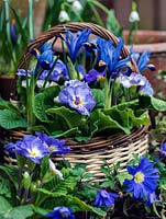 Small basket planted with blue Iris reticulata 'Harmony' and Primula 'Denim Mixed'. Behind, in terracotta pots, trailing ivy and late-flowering snowdrops. In front, in gravel, blue windflower.

