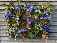 Suspended on hooks from slatted fence panels, old terracotta pots of Primula 'Blue Denim', Anemone blanda 'Blue Star, Crocus 'Blue Bird', Iris reticulata 'Harmony', Scilla siberica, trailing ivy and violas.