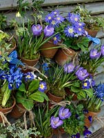 Suspended on hooks from slatted fence panels, old terracotta pots of Primula 'Blue Denim', Anemone blanda 'Blue Star, Crocus 'Blue Bird', Iris reticulata 'Harmony', Scilla siberica, trailing ivy and violas.