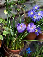 Suspended on hooks from slatted fence panels, old terracotta pots of blue windflower - Anemone blanda 'Blue Star' and Crocus 'Blue Bird'