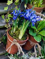 Suspended on hooks from slatted fence panels, old terracotta pots of Iris reticulata 'Harmony'
