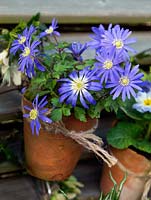 Suspended on hooks from slatted fence panels, old terracotta pots of blue windflower -Anemone blanda 'Blue Star'