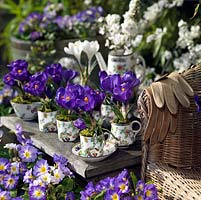 A blue and white spring display with crocus planted in a vintage coffee set. Surrounded by Primulas, Violas and blossom.