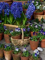 A collection of blue bulbs including Hyacinthus 'Delft Blue', Muscari armeniacum 'Early Giant', Chinadoxa forbesii and Violas. Displayed on wooden garden steps.