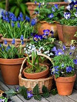 A small spring container garden with Viola cornuta, Muscari armeniacum and puschkinia scilloides var. libanotica displayed on a wooden deck. displayed on a wooden deck.