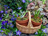 A spring basket with Puschkinia scilloides var. libanotica, Vinca major and Heuchera foliage.