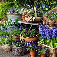An abundant spring container garden with Narcissus, Hyacinthus, Viola, Muscari, Primula and Tulips.