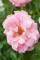 Rosa 'Festive Jewel'. Modern Shrub Rose. 2006