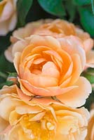 Rosa 'Golden Anniversary'. Hybrid Tea Rose