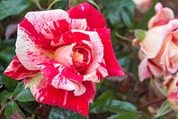 Rosa 'Rachel Louise Moran'. Hybrid Tea Rose