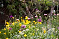 Alliums and poppies - Papaver dubium subsp lecoqii var albiflorum