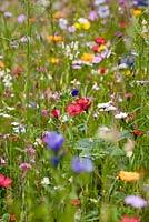 'Flower Power' annual meadow mix to help pollinators such as bees, hoverflies and butterflies. Blue flax, Catchfly, Dwarf morning glory, Sweet alyssum, Strawflower, Gypsophila, Red flax, Phacelia and Dimorphotheca sinuata
