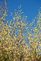 Corylopsis glabrescens - Fragrant winter hazel