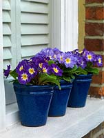 A spring windowsill display of primulas in glazed blue pots.