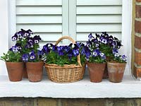 A purple themed spring display with containers of annual Violas.