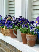 On an old window sill, a purple, blue and white colour themed spring display of annual Violas, planted in vintage terracotta pots, baskets and an enamel watering can.