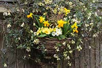 A spring display with Narcissus 'Jetfire' and Primula vulgaris in a basket surrounded by Clematis cirrhosa var. balearica.